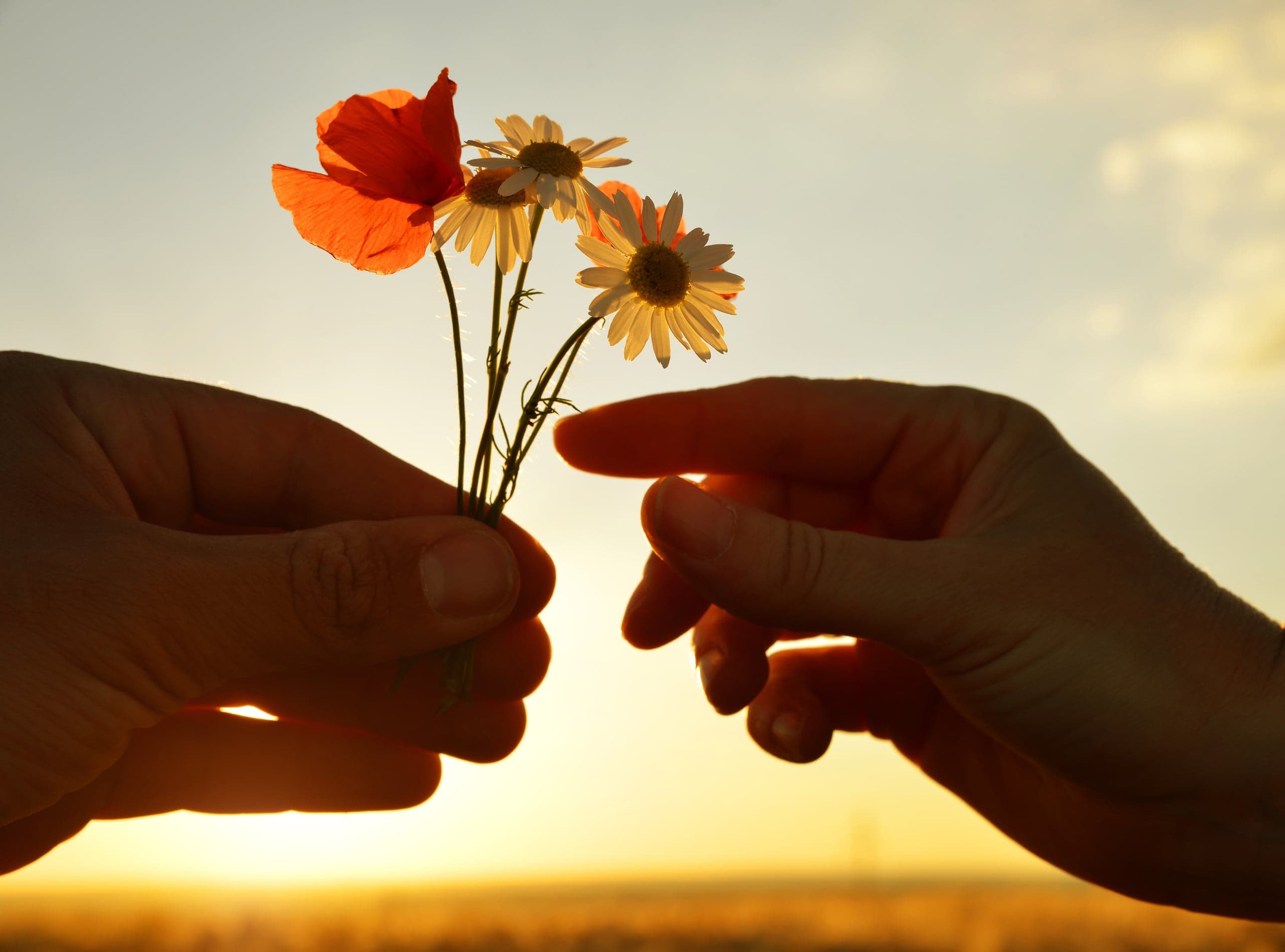 Zwei Hände reichen sich Wiesenblumen im Abendlicht