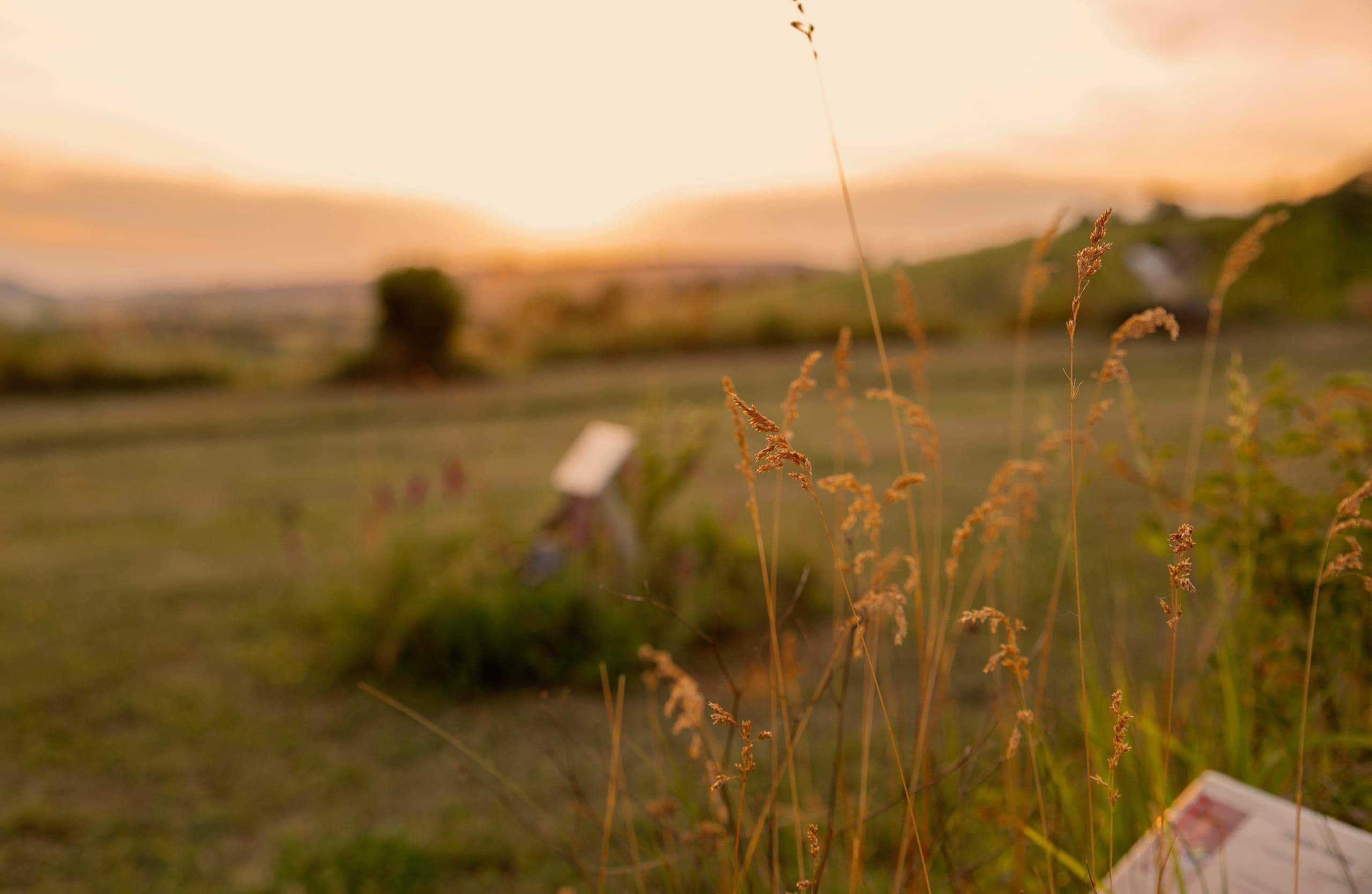 Wiese mit Bank im Abendlicht